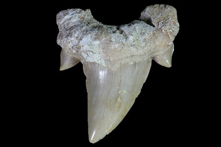 Otodus Shark Tooth Fossil - Eocene #67171